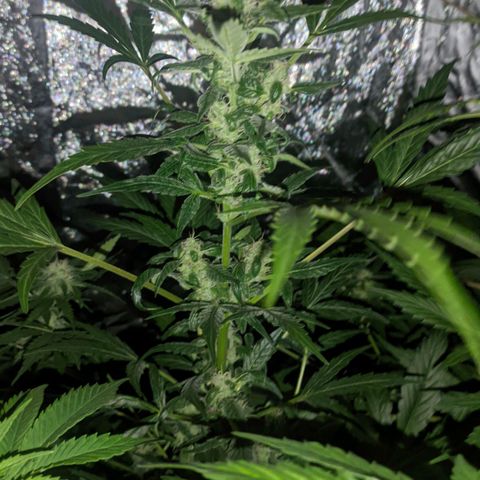 Genética desconocida growlog timeline photo