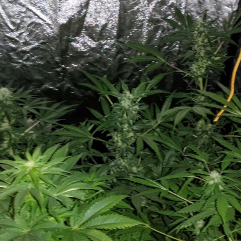Genética desconocida growlog timeline photo