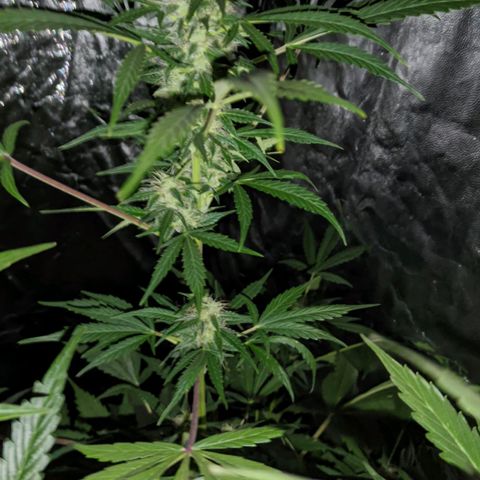 Genética desconocida growlog timeline photo