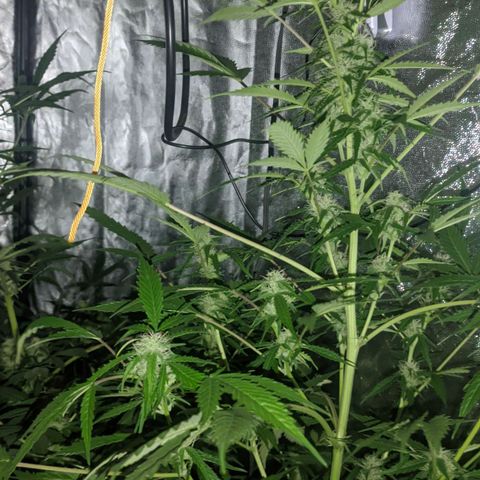 Genética desconocida growlog timeline photo