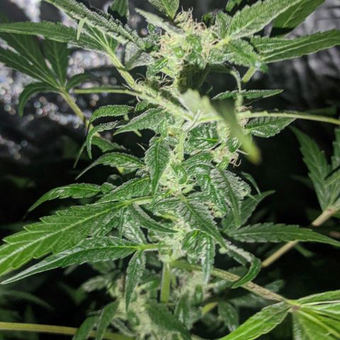 Genética desconocida growlog timeline photo