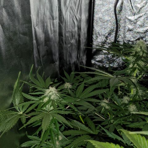 Genética desconocida growlog timeline photo