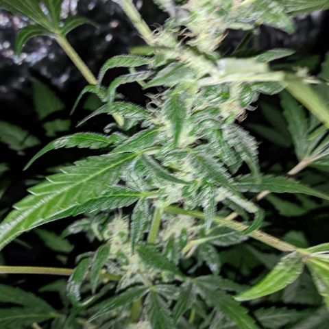 Genética desconocida growlog timeline photo