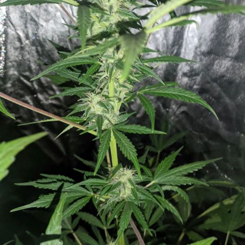 Genética desconocida growlog timeline photo
