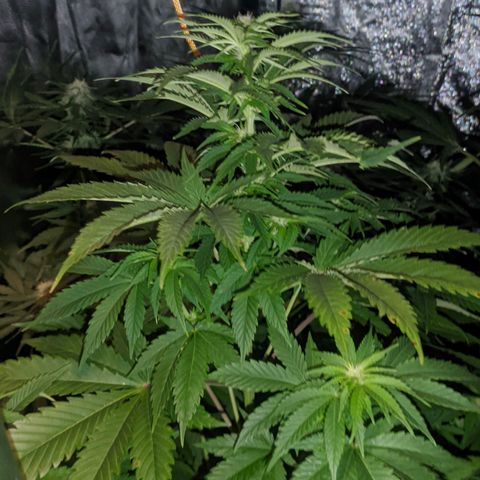 Genética desconocida growlog timeline photo
