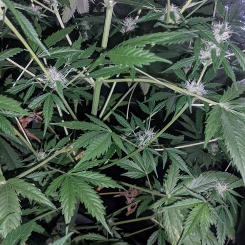 Genética desconocida growlog timeline photo