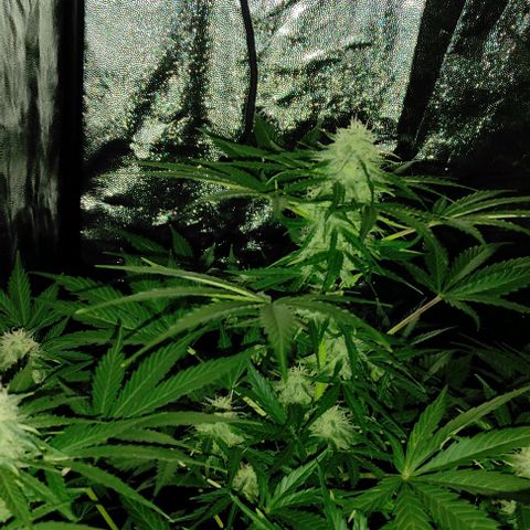 Genética desconocida growlog timeline photo