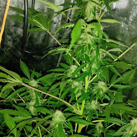 Genética desconocida growlog timeline photo