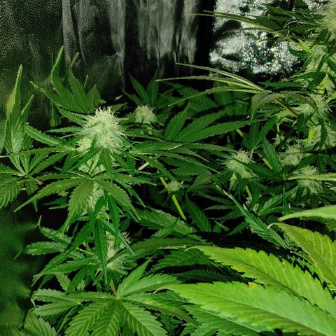 Genética desconocida growlog timeline photo