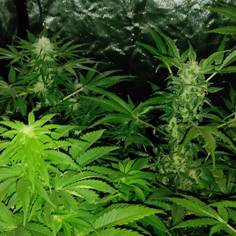 Genética desconocida growlog timeline photo