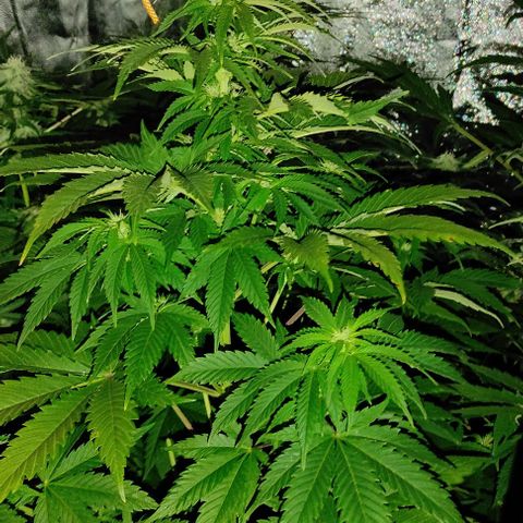 Genética desconocida growlog timeline photo