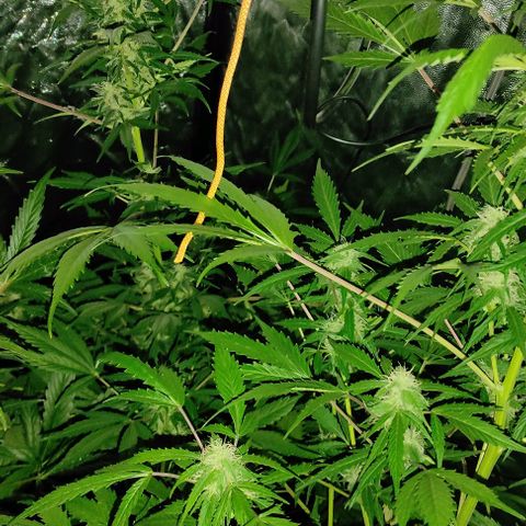 Genética desconocida growlog timeline photo