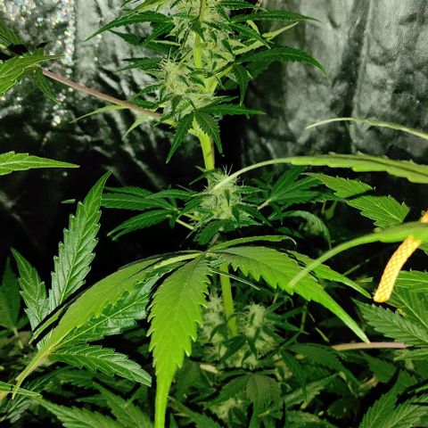 Genética desconocida growlog timeline photo