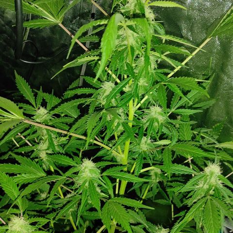 Genética desconocida growlog timeline photo