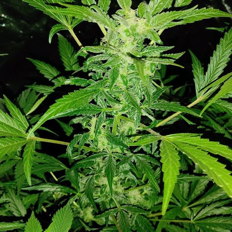 Genética desconocida growlog timeline photo