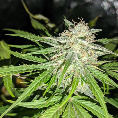 Genética desconocida growlog timeline photo