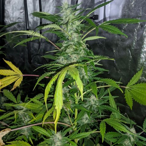 Genética desconocida growlog timeline photo