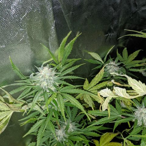 Genética desconocida growlog timeline photo