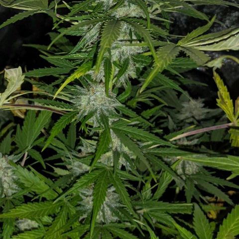 Genética desconocida growlog timeline photo