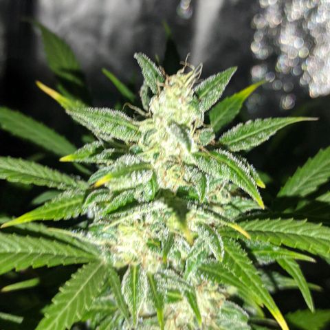 Genética desconocida growlog timeline photo