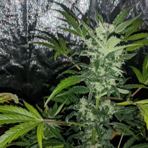 Genética desconocida growlog timeline photo