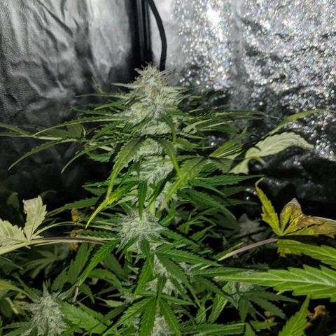 Genética desconocida growlog timeline photo