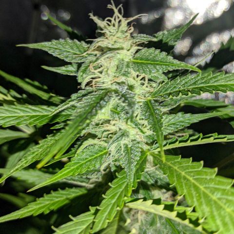 Genética desconocida growlog timeline photo