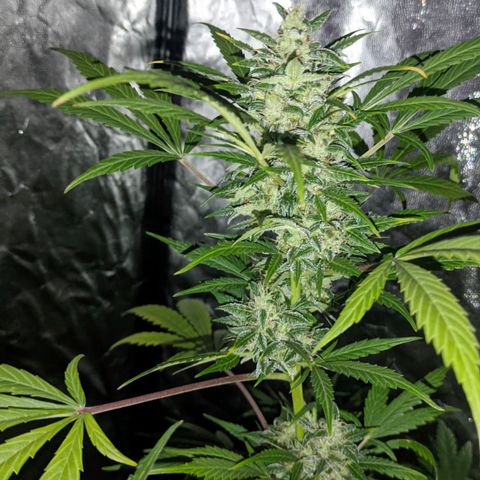 Genética desconocida growlog timeline photo