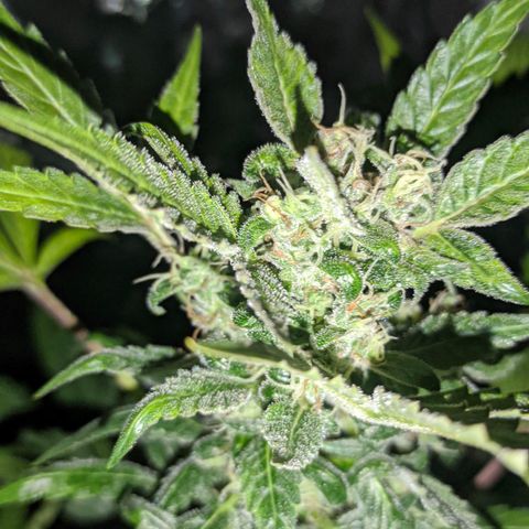 Genética desconocida growlog timeline photo