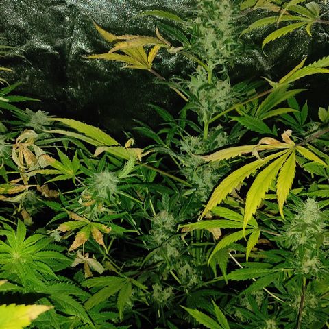 Genética desconocida growlog timeline photo