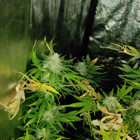 Genética desconocida growlog timeline photo