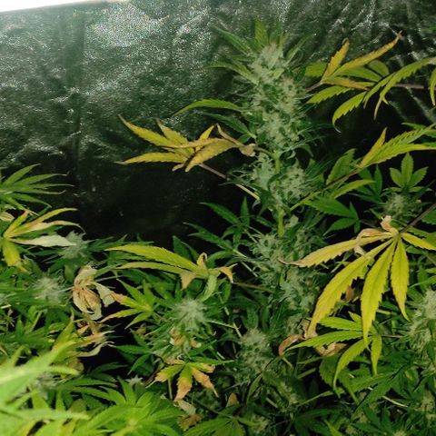 Genética desconocida growlog timeline photo