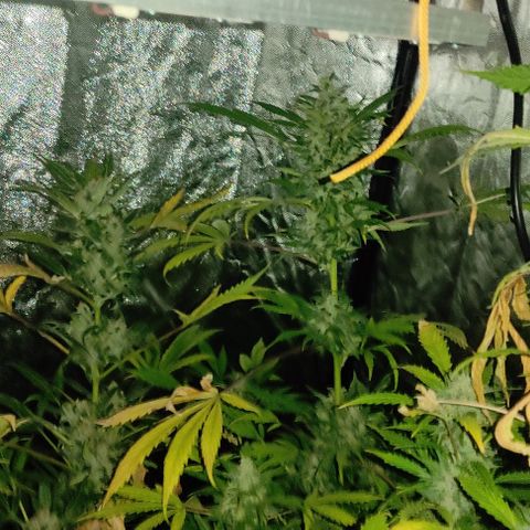 Genética desconocida growlog timeline photo