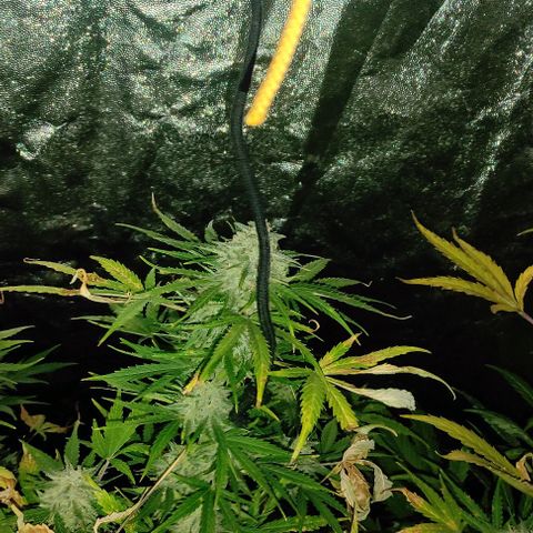 Genética desconocida growlog timeline photo