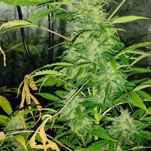 Genética desconocida growlog timeline photo
