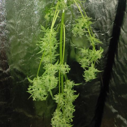 Genética desconocida growlog timeline photo