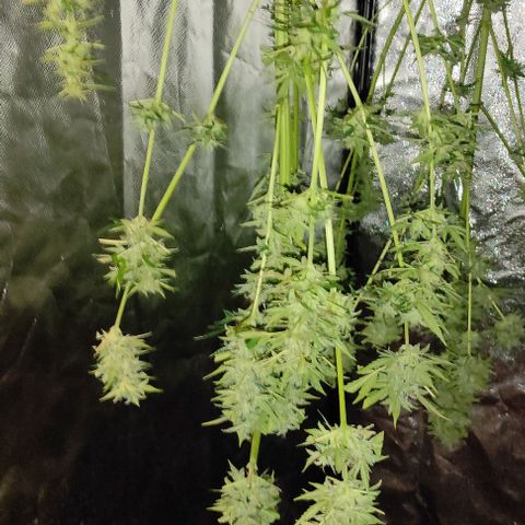Genética desconocida growlog timeline photo