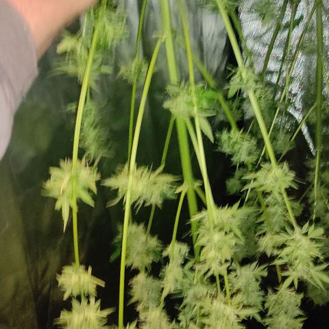 Genética desconocida growlog timeline photo