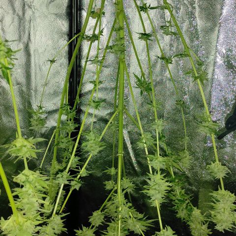 Genética desconocida growlog timeline photo