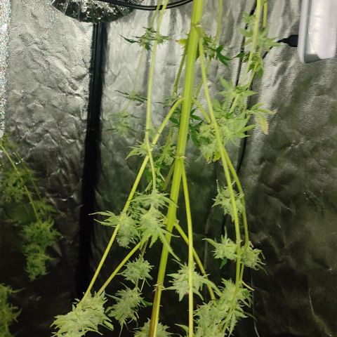 Genética desconocida growlog timeline photo