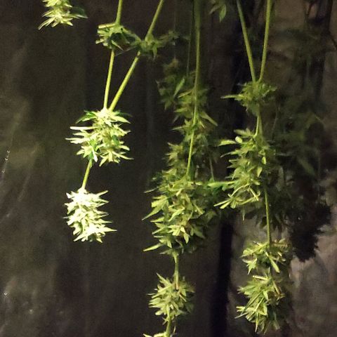 Genética desconocida growlog timeline photo