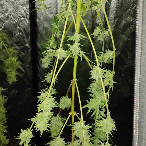 Genética desconocida growlog timeline photo