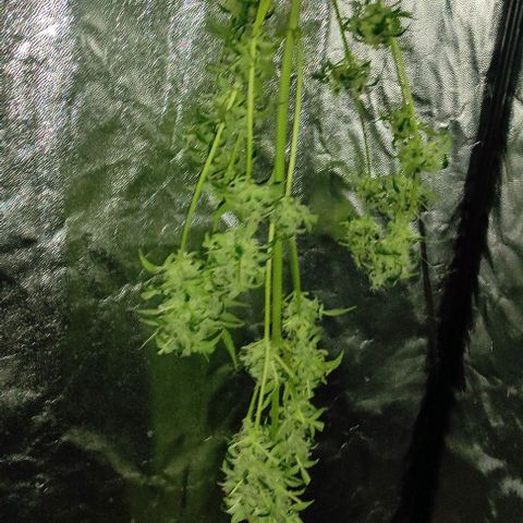 Genética desconocida growlog timeline photo