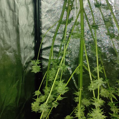 Genética desconocida growlog timeline photo
