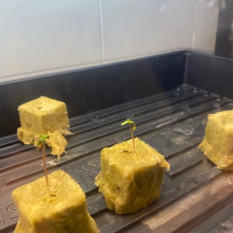 White Widow growlog photo: 89%rh 70temp turned heater on raise temps up