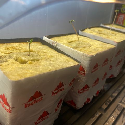 White Widow growlog photo: Transplanted to 4in rock wool cubes 
