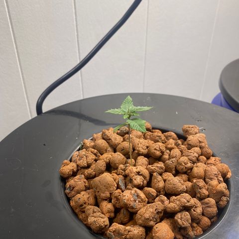 White Widow growlog photo: Temp 5g dwc ppm 250 100w ac infinity led at 60% ppfd 400