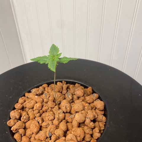 White Widow growlog photo: Temp 5g dwc ppm 250 100w ac infinity led at 60% ppfd 400