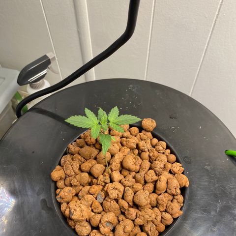White Widow growlog timeline photo