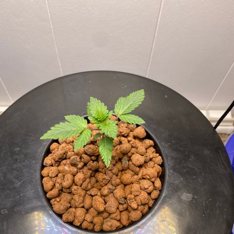 White Widow growlog timeline photo